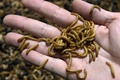 飼料用に生産されたミールワーム。仏中部サンティニャにある仏企業「アンベール」で（2020年5月27日撮影）。(c)Thierry Zoccolan / AFP