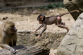 南米コロンビア・バジェデルカウカ（Valle del Cauca）県カリ（Cali）の動物園で、母親のもとへジャンプするマントヒヒの赤ちゃん（2012年1月11日撮影）。(ｃ)AFP/Luis ROBAYO