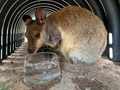 豪アデレード動物園で、猛暑の中、氷でできた器をなめて涼をとるワラビー（2019年1月24日提供）。(c)AFP PHOTO / ADELAIDE ZOO