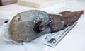 オーストラリア東部沖の深海から採取された「顔のない魚」。豪ミュージアム・ビクトリア提供（撮影日不明、2017年5月31日提供）。(c)AFP/MUSEUMS VICTORIA/JOHN POGONOSKI