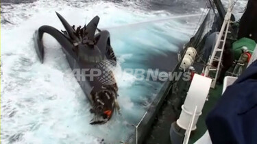 フューチャー ラスタキール シーシェパード Futures sea shepherd Rasta twinkeel fin (レンタル3d