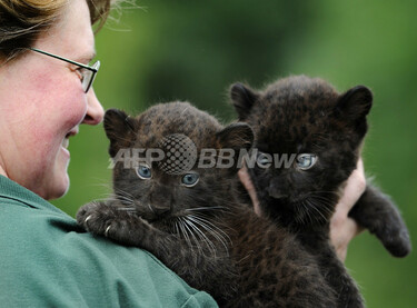 ニャン…じゃなくてガオー、クロヒョウの赤ちゃん 写真10枚 国際