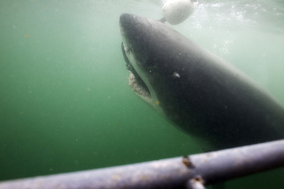 サメとヒトの脳に類似点、新たな「サメよけ」開発へ