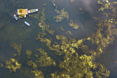月牙湖の水草が大量発生、除去作業に追われる 南京