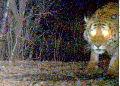 アムールトラなどの絶滅危惧種、多数出没 黒竜江省