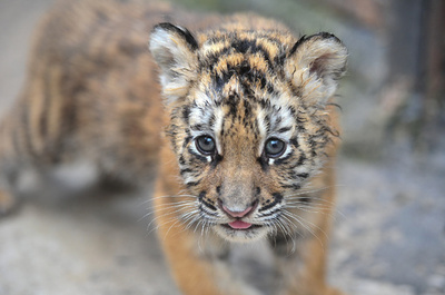 生後1か月の四つ子のアムールトラお披露目、雲南省