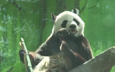 モスクワ動物園で中国から貸与されているパンダの誕生日会