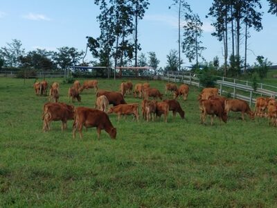 韓国・消費者の関心高まる「牛・豚など動物福祉認証」