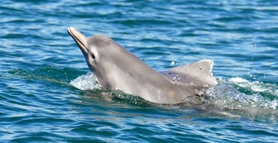 絶滅危惧種シナウスイロイルカの保護区を設定へ 台湾 写真2枚 国際ニュース Afpbb News