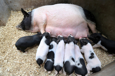 豚肉価格が14週連続で下降、5月のCPI上げ率は再び2%台に戻る 中国