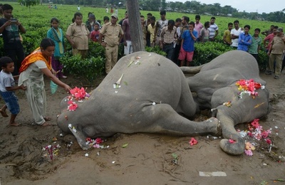ゾウ2頭が感電死、1頭は仲間を助けようとしていた インド