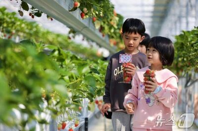 韓国で英語幼稚園規制に反発…国際学校や早期留学へ需要シフト懸念