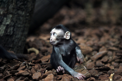 動物園の人気者、クロザルの赤ちゃん - オランダ