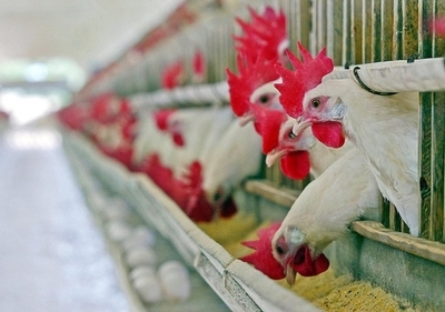 インドネシア、鳥インフルエンザの死者92人に