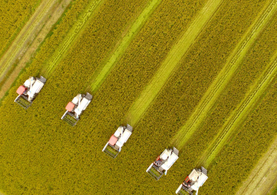 中国東部で稲刈り、コンバインが描く美しい平行線