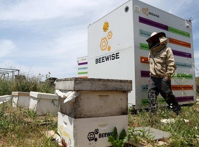 ハチの巣箱をAIが管理 イスラエルの養蜂 コロニー保護への期待も