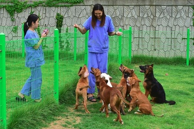 永遠に愛犬と共に？韓国のクローン研究所