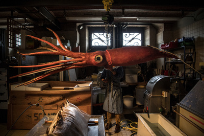 【今日の1枚】巨大イカただいま「入院中」