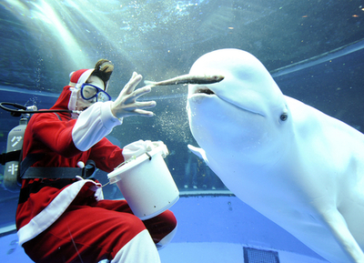 八景島シーパラダイスにサンタが登場