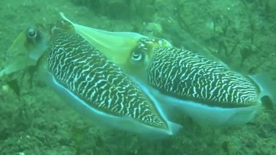 コウイカの一種、求愛中の雄が雌に「半分変身」 研究