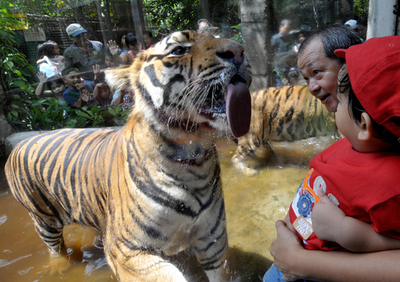 子どももビックリ、ベンガルトラの大きな舌がペロリ