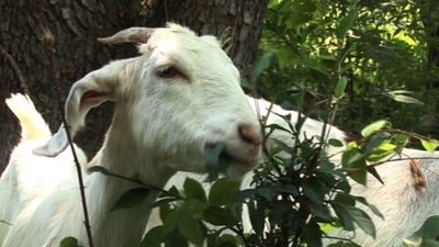 シカゴ国際空港、広大な敷地の「雑草刈り」にヤギ30頭を試験導入