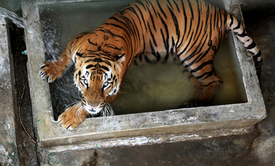 暑い夏はこれで快適、檻の中に「プール」