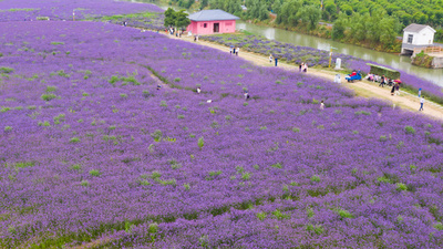 紫色の花じゅうたんを巡る旅 中国・南京市
