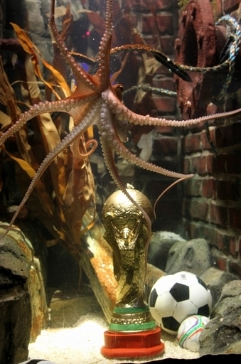 占いタコのパウル、スペインの村が「タコ祭り」主賓として招待