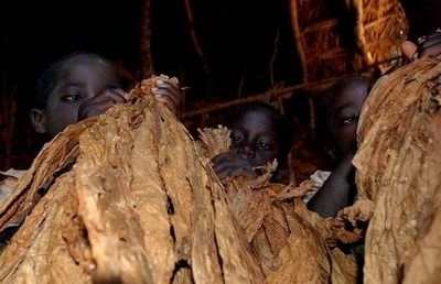 畑に雨が降らない呪いをかけた男に有罪判決、マラウイ