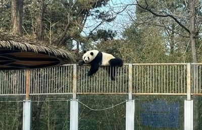 ジャイアントパンダのモンラン 「脱走」を繰り返す理由が中国国内で話題に