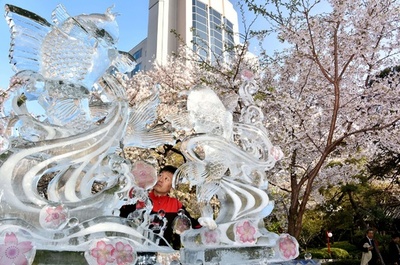 満開の桜と氷の彫刻、都内のホテル