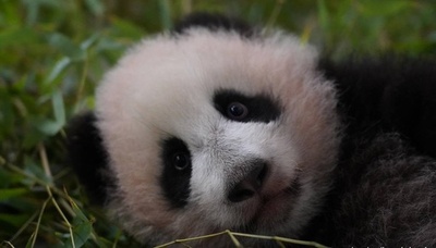 ロシアで初めて生まれたパンダの赤ちゃん 名前は「カチューシャ」に決定