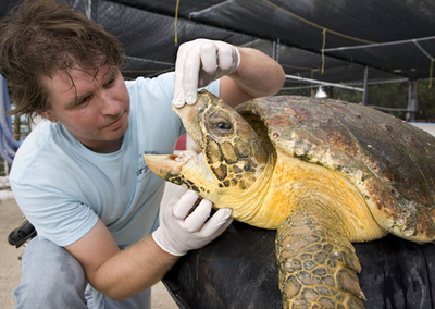 病気のカメが自ら来院？米フロリダ