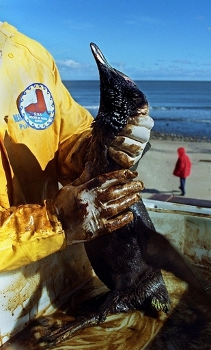 環境NGO、アルゼンチン沖で重油にまみれたペンギンを保護