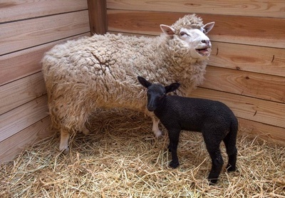 白いヒツジから黒い赤ちゃん生まれる、千葉市動物公園