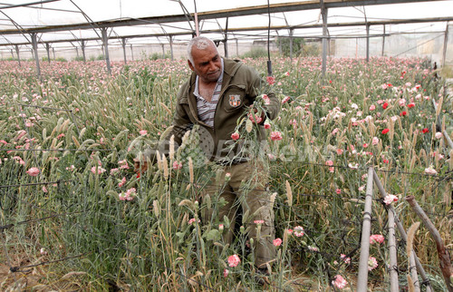 しおれた花がウシの餌に パレスチナ自治区ガザ 写真6枚 ファッション ニュースならmode Press Powered By Afpbb News