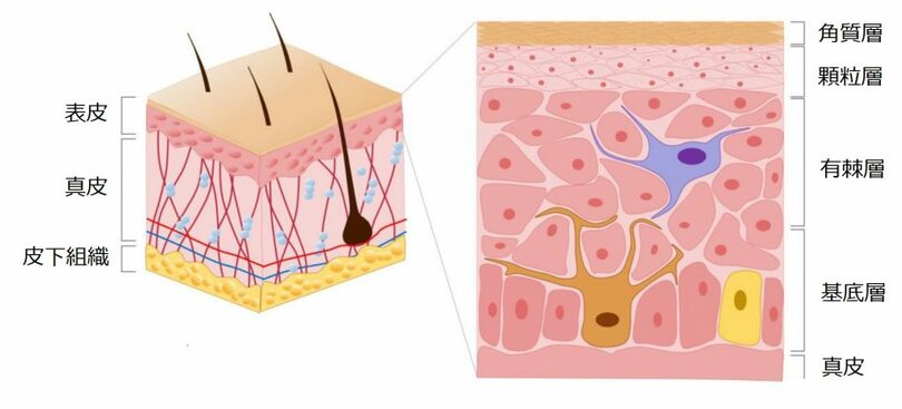 皮膚の構造＝MDPI journalsの資料を日本語訳(c)KOREA WAVE