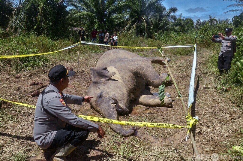 アブラヤシ農園にゾウの死骸、警察が捜査 インドネシア