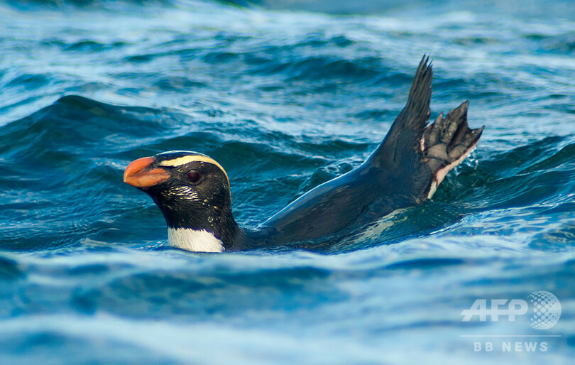 ペンギンの驚異的な遠泳 追跡調査に初めて成功 Nz 写真1枚 国際ニュース Afpbb News