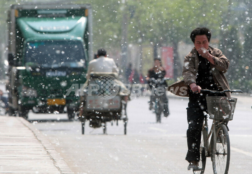 北京市、花粉対策でポプラの｢性転換｣試みる