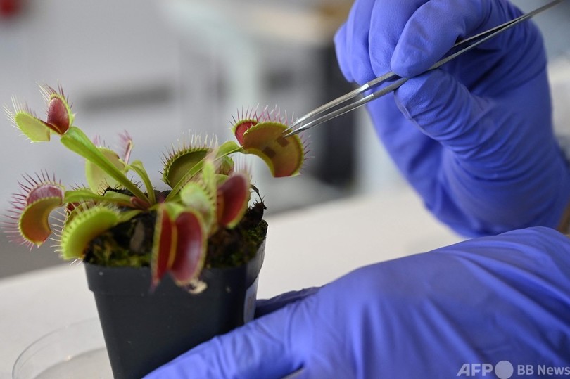 自然と技術を融合させた「ロボ植物」が現実に？ シンガポール