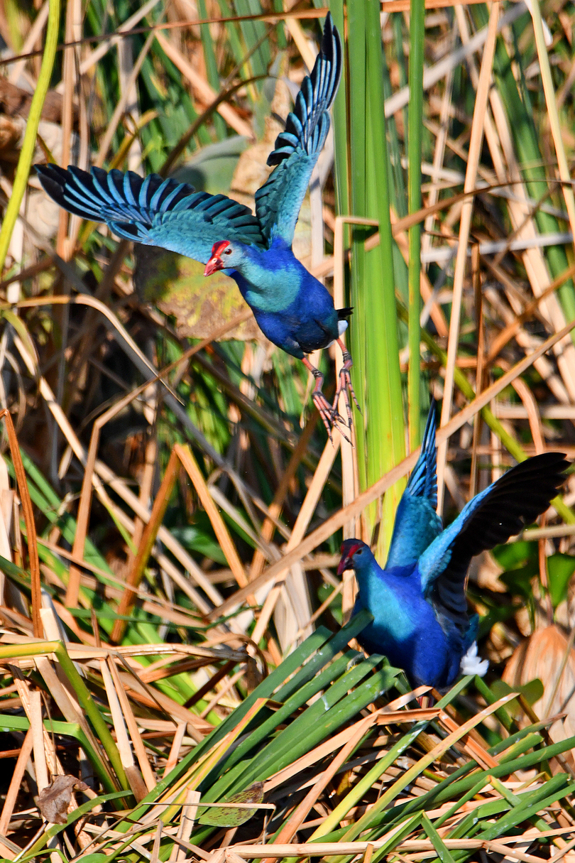 世界で最も美しい水鳥 異竜湖国家湿地公園に現れる 中国 雲南省 写真6枚 国際ニュース Afpbb News