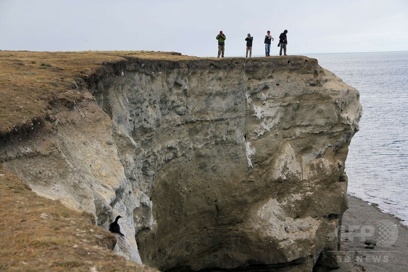 盗まれた希少ハヤブサの卵を保護、ひなも誕生 チリ