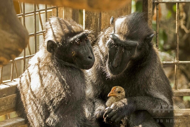 愛に飢えた雌ザル、ニワトリを「養子」に イスラエル動物園