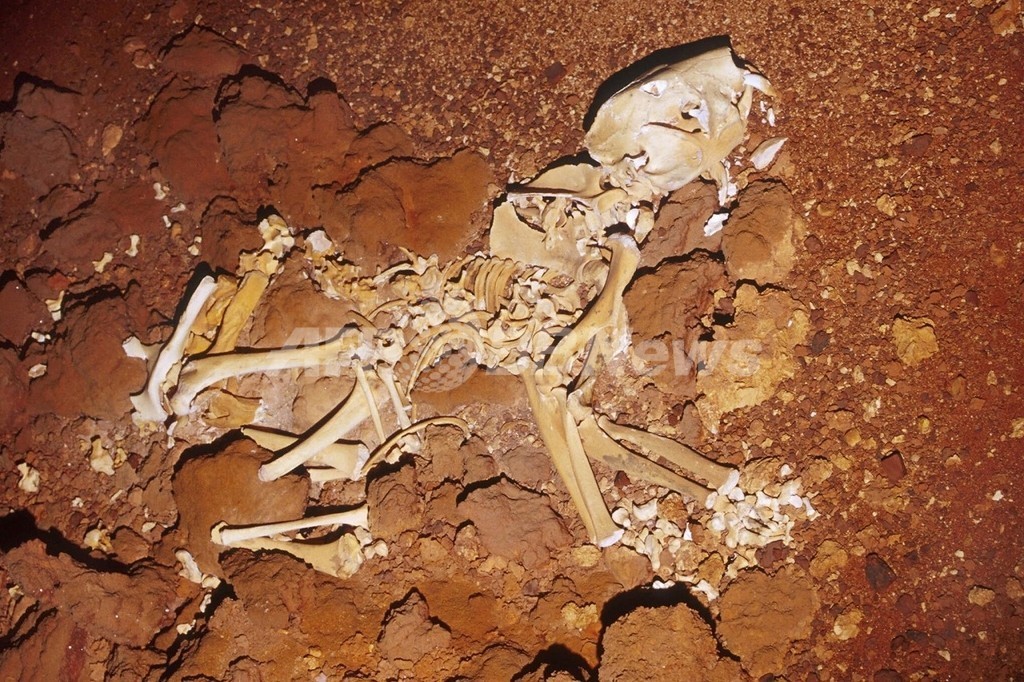 古代タスマニアのジャイアント・カンガルー絶滅原因は「気候変動」ではない、豪研究 古代タスマニアのジャイアント・カンガルー絶滅原因は「気候変動」ではない、豪研究