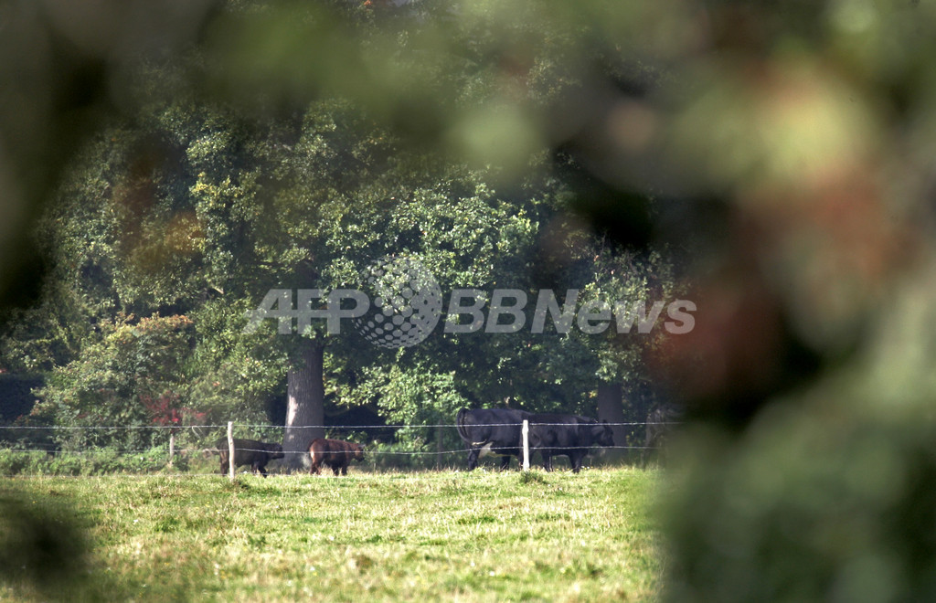 英国で再び口蹄疫感染を確認、国内3例目 写真1枚 国際ニュース:AFPBB News