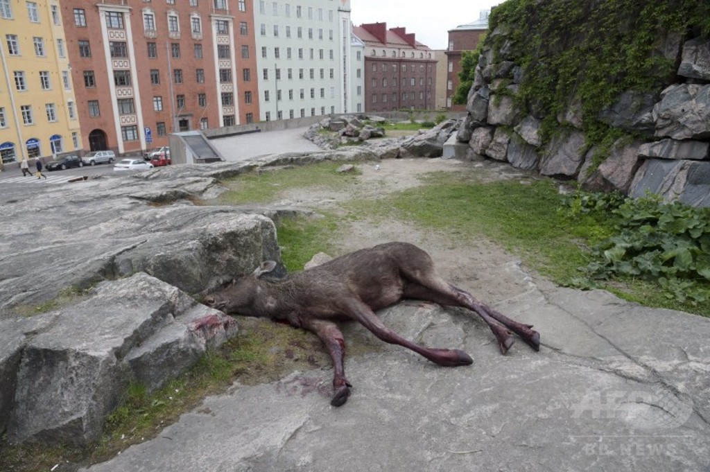 ヘラジカが銀行に窓から飛び込む フィンランド 写真2枚 国際ニュース Afpbb News