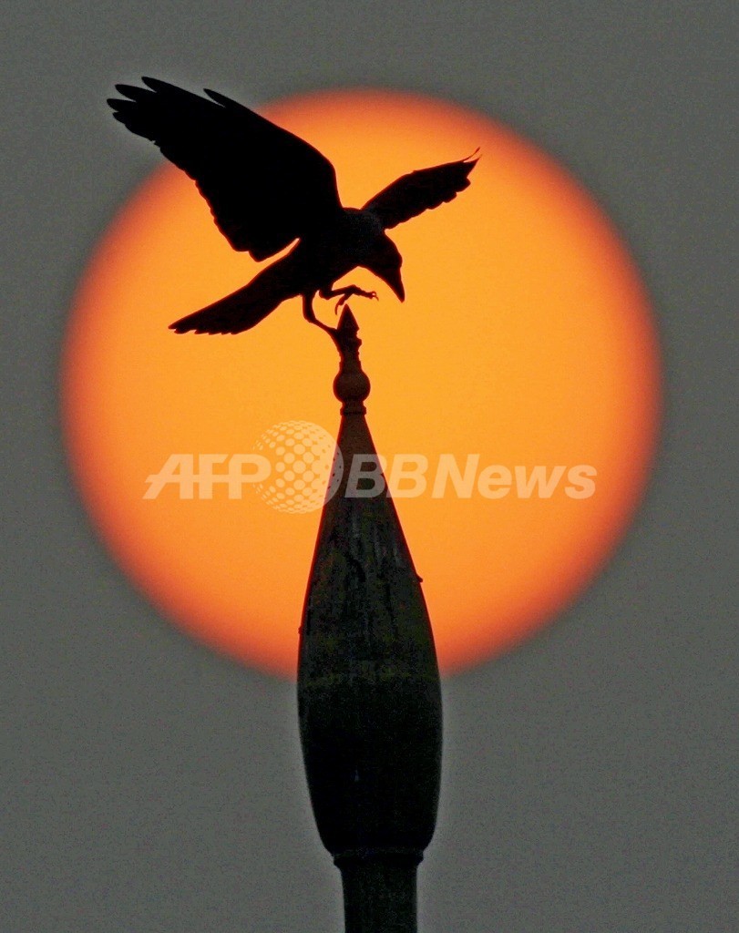 カラスの賢さ想像以上 覚えた顔を仲間にも伝える力 米研究 写真1枚 国際ニュース Afpbb News