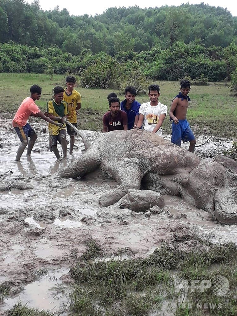 泥にはまったゾウ、若者たちが引き上げる バングラデシュの保護区